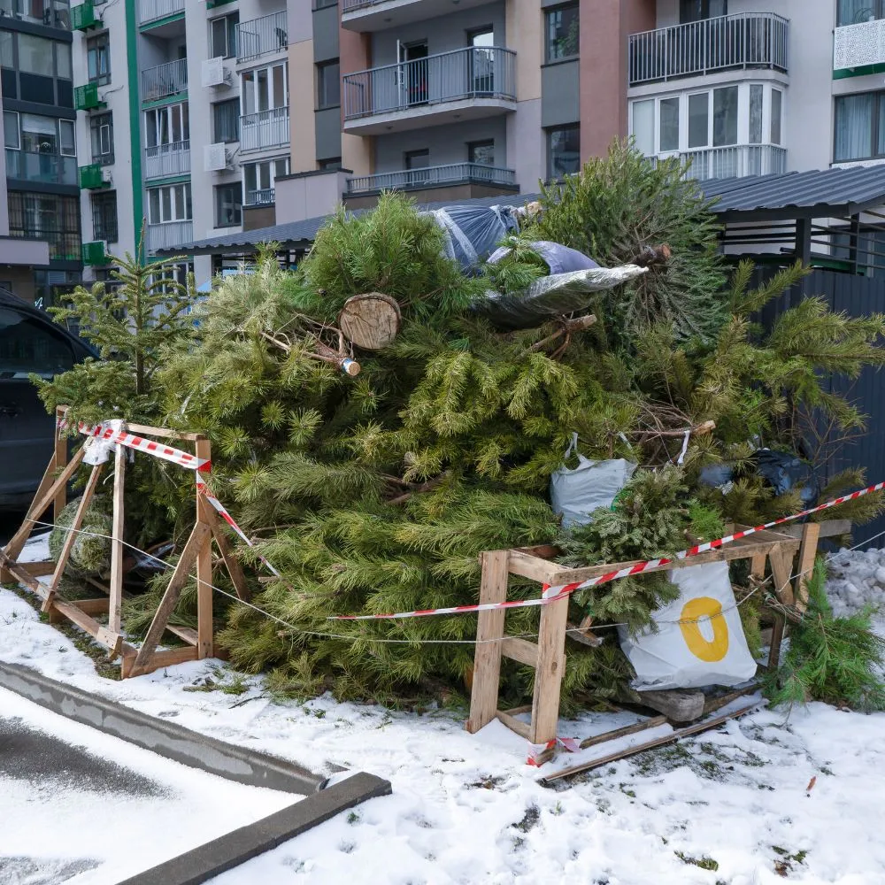 Stacks of Christmas trees neatly piled, prepared for eco-friendly removal and disposal by Grunber's professional team